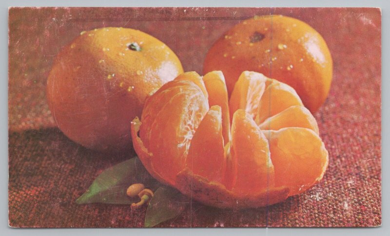 Florida~Florida Honey Tangerines From FL Dept of Citrus~Vintage Postcard 