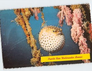 Postcard Porcupine Fish, Puerto Rico Underwater Scenes, Puerto Rico