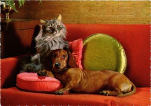 CPM Cat and Dachshund, CHIEN (716663)