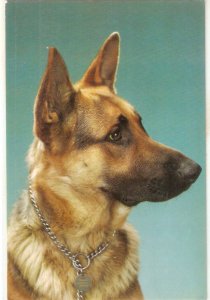 Animals. A Dog Nice modern Spanish photo postcard