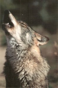 Iberian wolf howling  Nice modern Spanish postcard