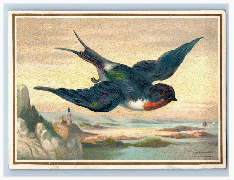 1870s-80s Victorian Trade Card Sea Lighthouse Colorful Bird #6A