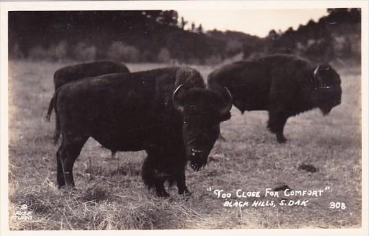 Too Close For Comfort Black Hills South Dakota Real Photo