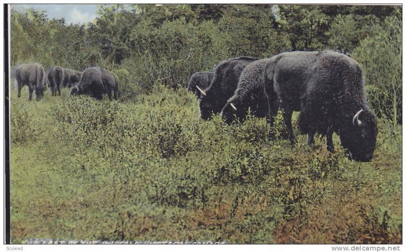 The Last of the Buffalo, Western Canada, 40-60´s