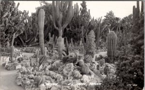 El Paso Texas Cactus RPPC Postcard Z26