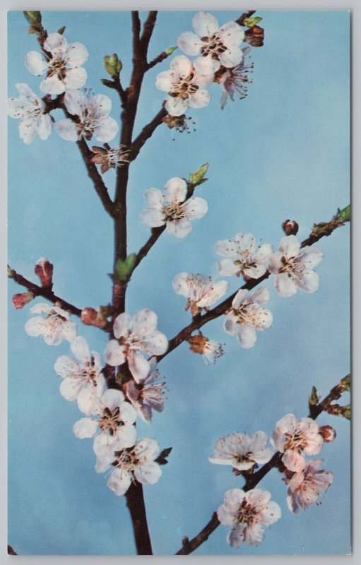 Flowers~Branch of Prunus Armeniaca Linn~Vintage Postcard 
