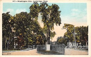 Washington Elm Cambridge, Massachusetts MA Postcard