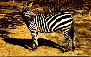 Zebra At Chicago Zoological Park Brookfield Illinois
