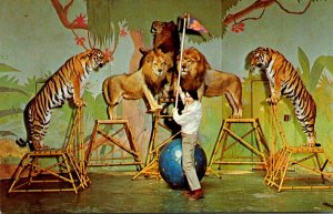 Missouri St Louis Zoological Garden Trainer Jules Jacot With Tigers and Lions