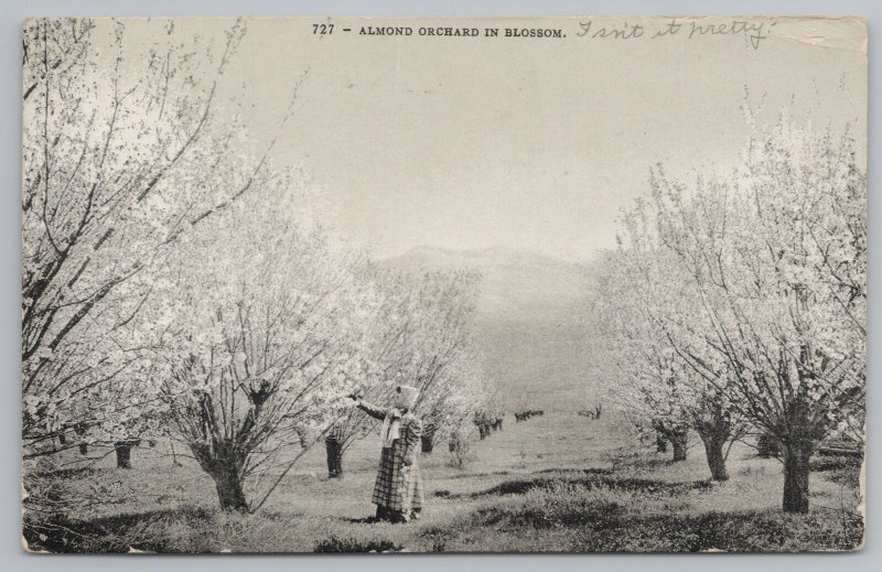 California~Almond Orchard in Blossom~Lady Examines Tree~Vintage Postcard 