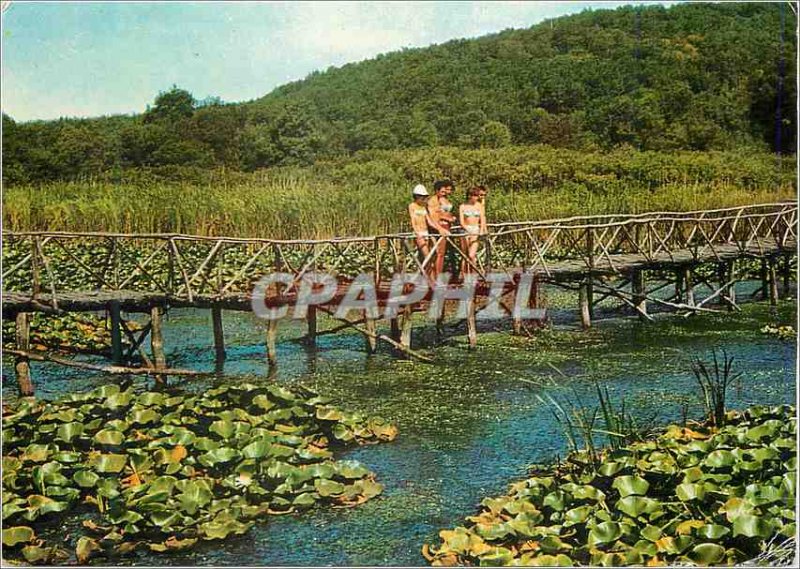 Postcard Modern Arkoutino nenuphars
