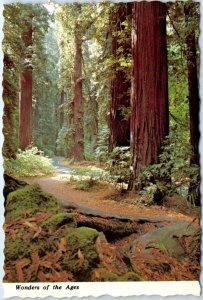 Postcard - Wonders of the Ages, Avenue of the Giants - California