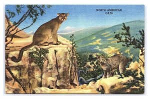 North American Cats House Of Yesterday Hastings Museum Nebraska Postcard