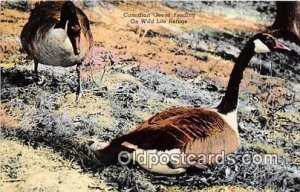 Lower Tennessee Valley, USA Canadian Geese Unused 