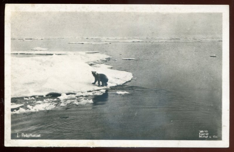 h2240 - NORWAY 1910s Polarhavet. Polar Bear. Real Photo Postcard