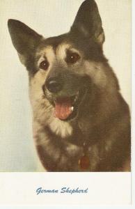 Dog. German Sheperd Nice American postcard, 1950s