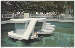 Slippery Cyril & Lonesome The Famous Seals , Storybook Gardens , LONDON , O...