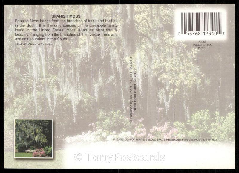 Legend of the Spanish Moss