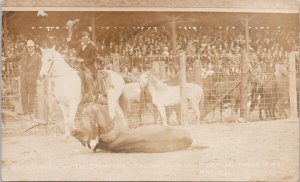 Calgary Stampede 1912 Alberta Bull Dogged Rodeo Cowboy Marcell #43 Postcard E77