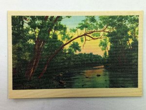 Vintage Postcard 1930's Trees along River Scene Pub. Asheville Postcard Co.