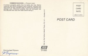 Curious Young Raccoon in Tree - Signed by Photographer Dave Tripiciano - Animal