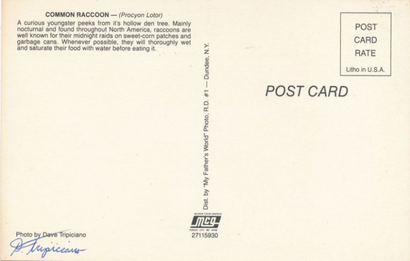 Curious Young Raccoon in Tree - Signed by Photographer Dave Tripiciano - Animal