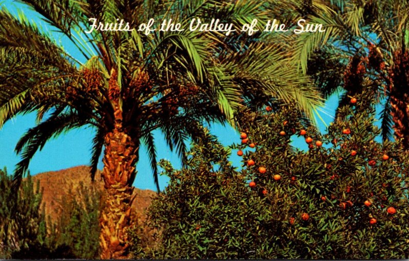 Arizona Fruit From The Valley Of The Sun Date Palms and Citrus Trees