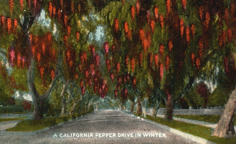 Vintage Postcard A California Pepper Drive In Winter M. Rieder Publisher