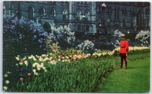 M-45813 Tulips Bed in front of Parliament Buildings Ottawa Canada