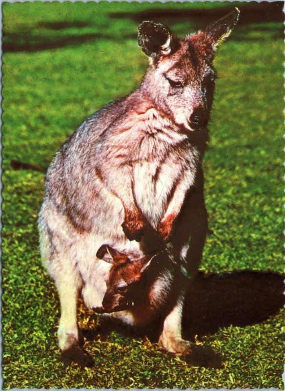 postcard Australia, NSW - Australian Wallaroo and Joey