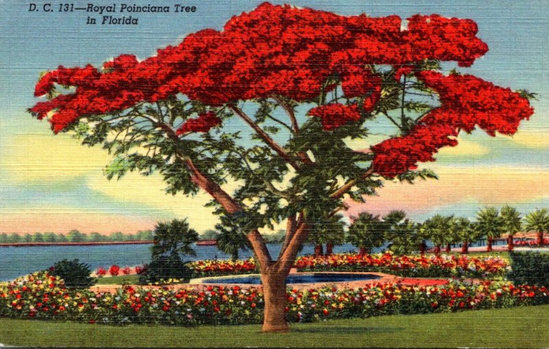 Florida Miami Royal Poinciana Tree In Full Bloom Curteich