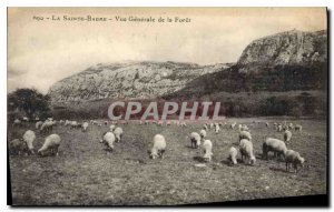 Old Postcard La Sainte Baume General View of the Forest Sheep