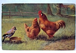 Roosters Chickens Bird Rustic Farmland Postcard Signed Muller Germany Series 216