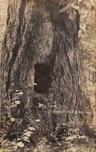 J9/ Vancouver B.C. Canada RPPC Postcard c1910 Big Tree Forest Park 267