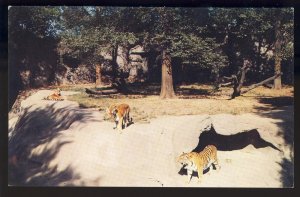 Detroit,Michigan/MI Postcard,Siberian Tigers, Zoological Park