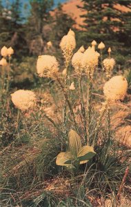 circa 1960's Bear Grass Glacier National Park Montana Postcard 2T7-148 