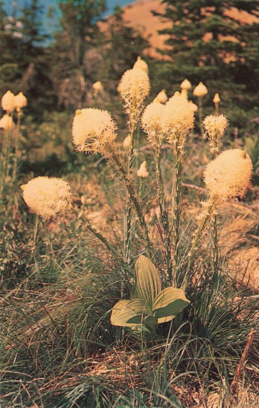 circa 1960's Bear Grass Glacier National Park Montana Postcard 2T7-148 