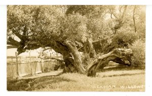 Canada - NS, Grand Pre. Acadian Willows    RPPC