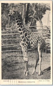 Postcard - Baringo Giraffe