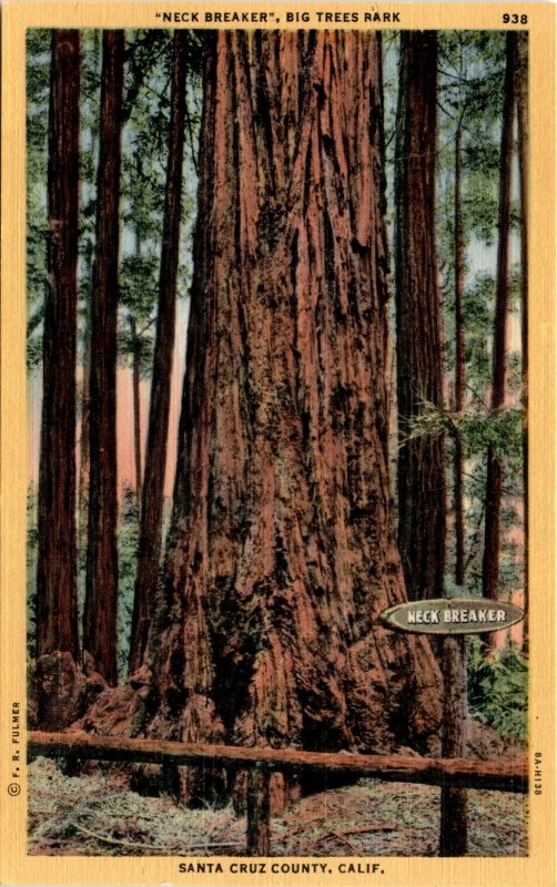 SANTA CRUZ COUNTY, CALIFORNIA, BIG TREES PARK, STANLEY Postcard