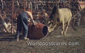 Wild Brahma Bull Calgary Stampede Canada Postcard Postale