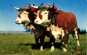 Canada - Nova Scotia, Halifax. Prize Yoke of Oxen