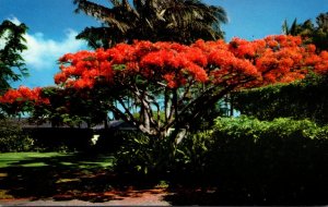 Hawaii Royal Poinciana Flame Tree In Full Bloom