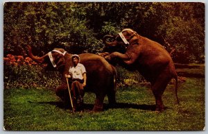 Vtg Hudson Centre New Hampshire Baby Elephants Benson Wild Animal Park Postcard