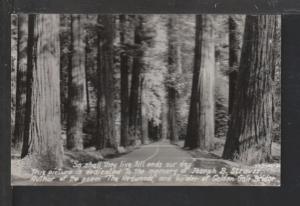Redwood Trees Postcard 