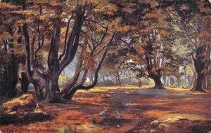 Epping Forest Beech Trees Greater London England UK Tuck postcard