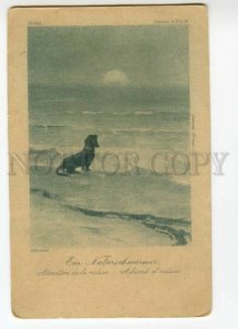 491624 HENDRICH friend of nature DACHSHUND Dog SUNSET Vintage postcard Engraving