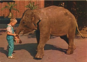 Animals & Kids postcard: Treats for the Elephant