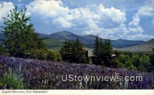 Lupine Blossoms - Jefferson, New Hampshire NH  