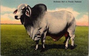 Florida Brahman Bull Curteich